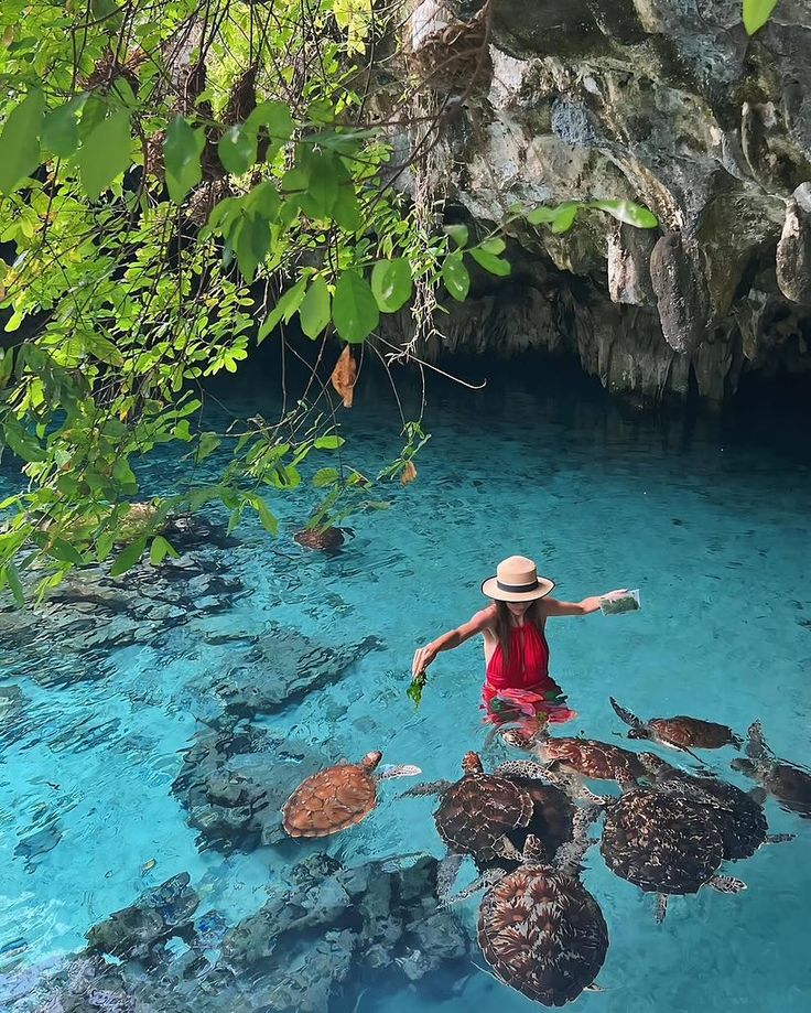 Dive Into Paradise at Nungwi Turtle Aquarium…